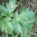 Heracleum lanatum Листок