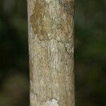 Coffea mauritiana Bark