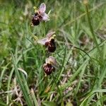 Ophrys holosericeaBlomst