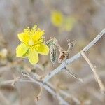 Helianthemum lippii Çiçek