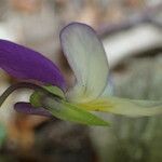 Viola tricolor Virág