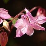 Aquilegia vulgaris Flor