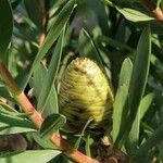 Leucadendron laureolum Fruct