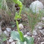 Ophrys lupercalis Mosusu