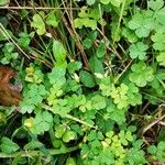 Oxalis incarnata Lapas