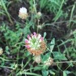 Trifolium vesiculosum 花
