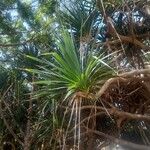 Pandanus utilis 葉