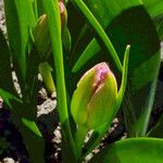 Tulipa saxatilis Hoja