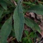 Pentanema montanum Leaf