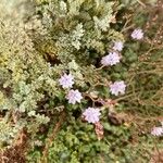 Limonium cordatum Λουλούδι