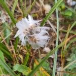 Sonchus bulbosus Fruto