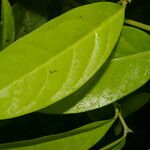 Ocotea leucoxylon Leaf