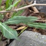 Isatis tinctoria Feuille