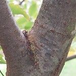 Zelkova carpinifolia Bark