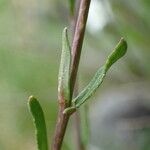 Kernera saxatilis Lehti