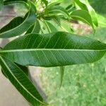 Tabernaemontana persicariifolia Leaf