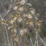 Senecio viscosus Hedelmä