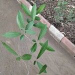 Alangium salviifolium Leaf