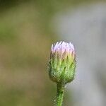 Erigeron alpinus 花