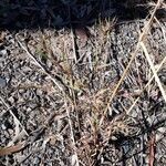 Themeda quadrivalvis Συνήθη χαρακτηριστικά