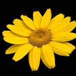 Glebionis segetum Flor