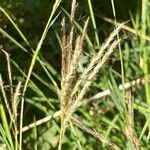 Bothriochloa ischaemumЦветок