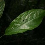 Poecilanthe hostmannii Leaf