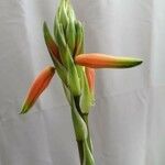 Aloe humilis Květ