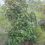 Hibbertia pancheri Yeri