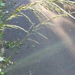 Eragrostis mexicana ফল