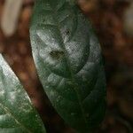 Licania latistipula 葉