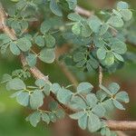 Acacia mellifera Leaf
