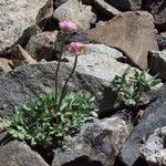 Ranunculus glacialis Žiedas