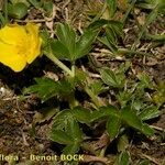 Potentilla brauneana Vekstform