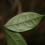 Eugenia coffeifolia برگ