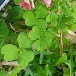 Oxalis debilis 葉