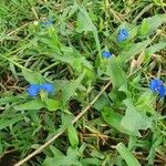 Commelina latifolia Çiçek