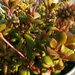 Crassula pubescens Лист