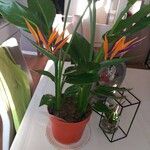 Strelitzia reginaeFlower