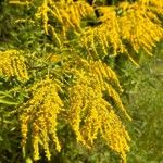 Solidago rugosa Flor