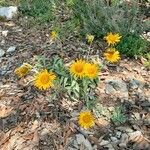 Inula montana Habit