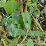 Trigonella esculenta Yaprak