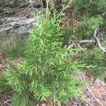 Juniperus phoenicea পাতা