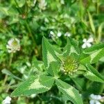 Trifolium vesiculosum Leaf