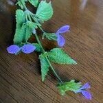 Hypoestes triflora Flower