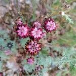 Platycapnos spicata Blomma