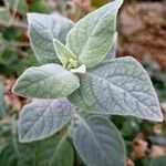 Barleria albostellata पत्ता