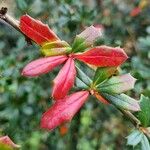 Berberis darwinii Blad