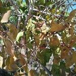 Psittacanthus eucalyptifolius Плод