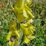 Aconitum anthora Λουλούδι